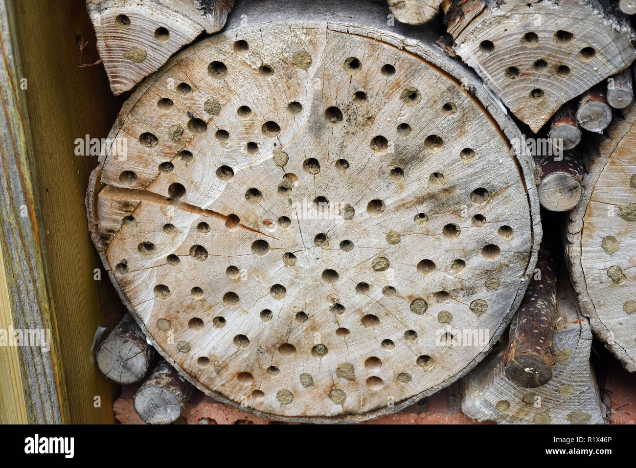 Insektenhotel, Insektenunterschlupf Foto Stock