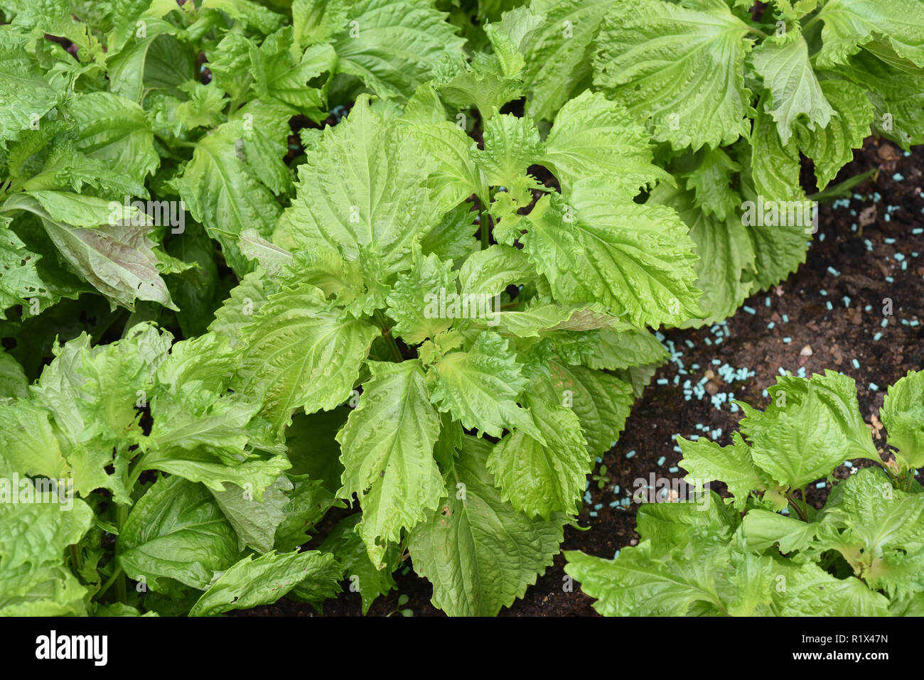 Schwarznessel di perilla, frutescens, Shiso Foto Stock