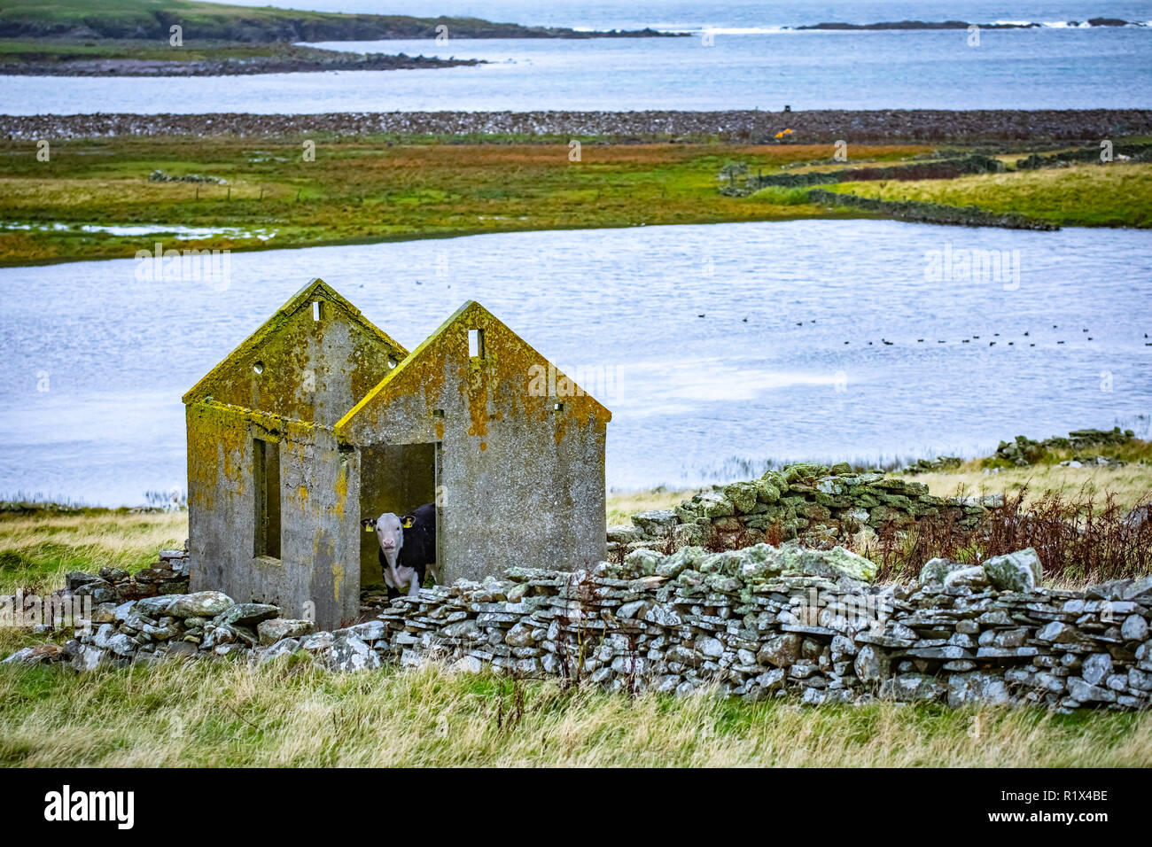 Vacca a Scozia, isole Shetland, Regno Unito Foto Stock