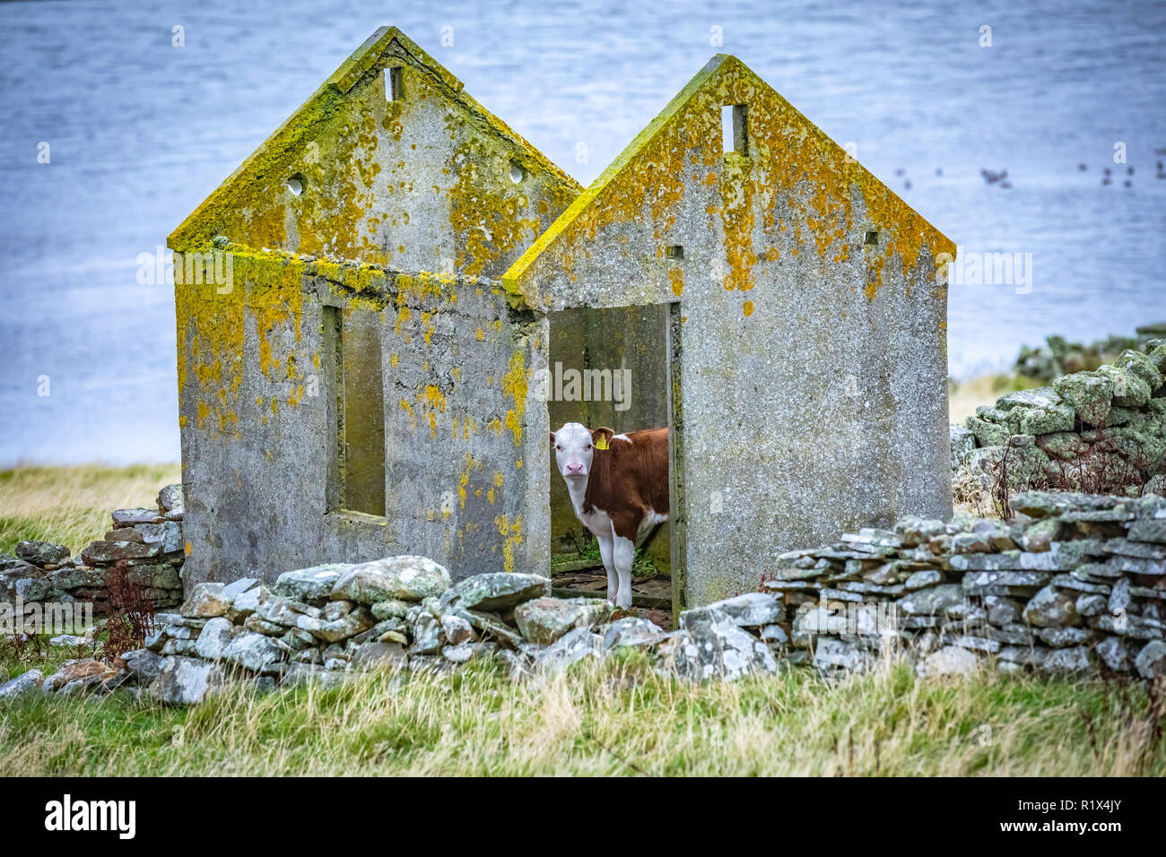 Vacca a Scozia, isole Shetland, Regno Unito Foto Stock
