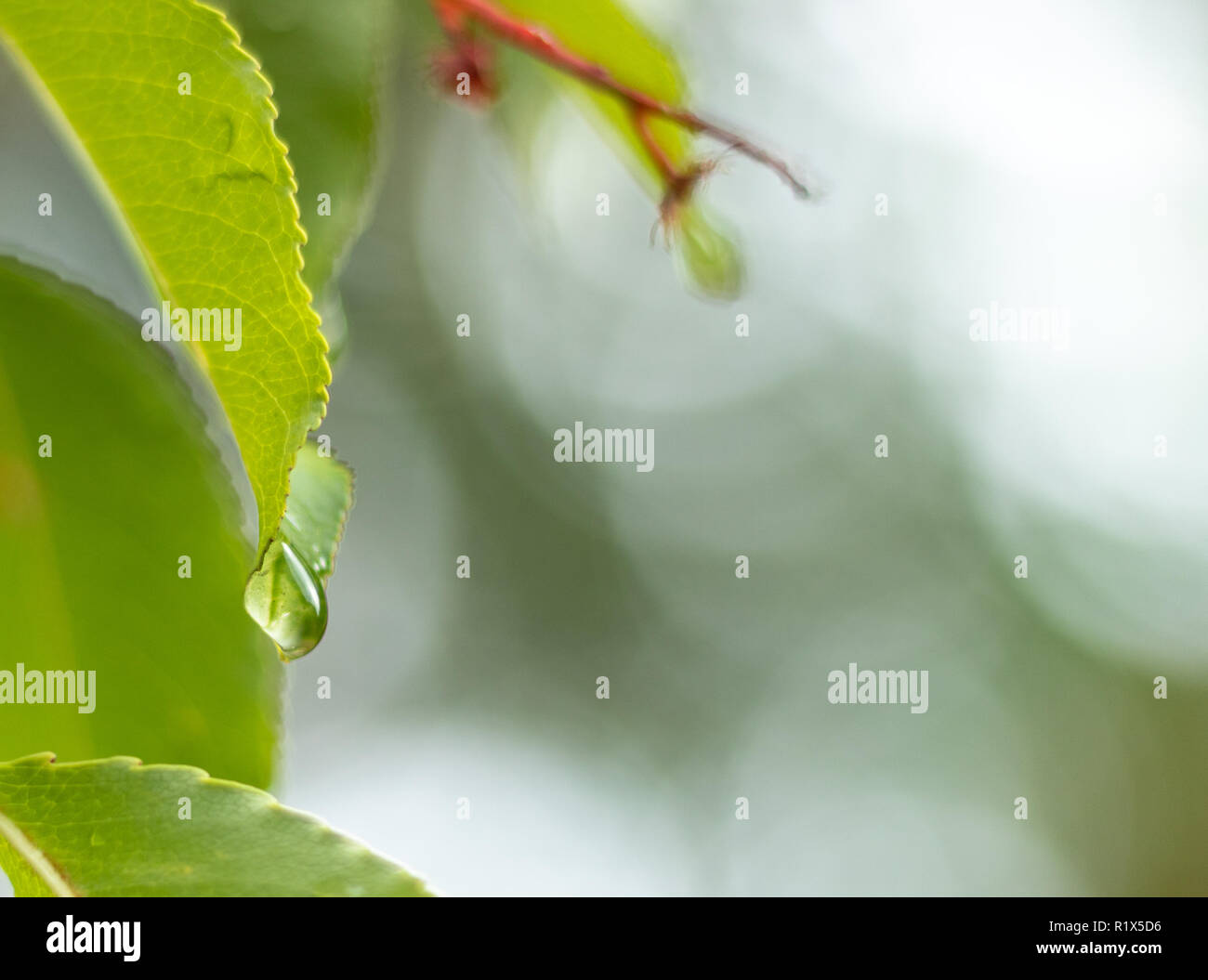 Gocciolina appeso sulla punta di una foglia. Con copia spazio lasciato oltre per testo e immagini Foto Stock