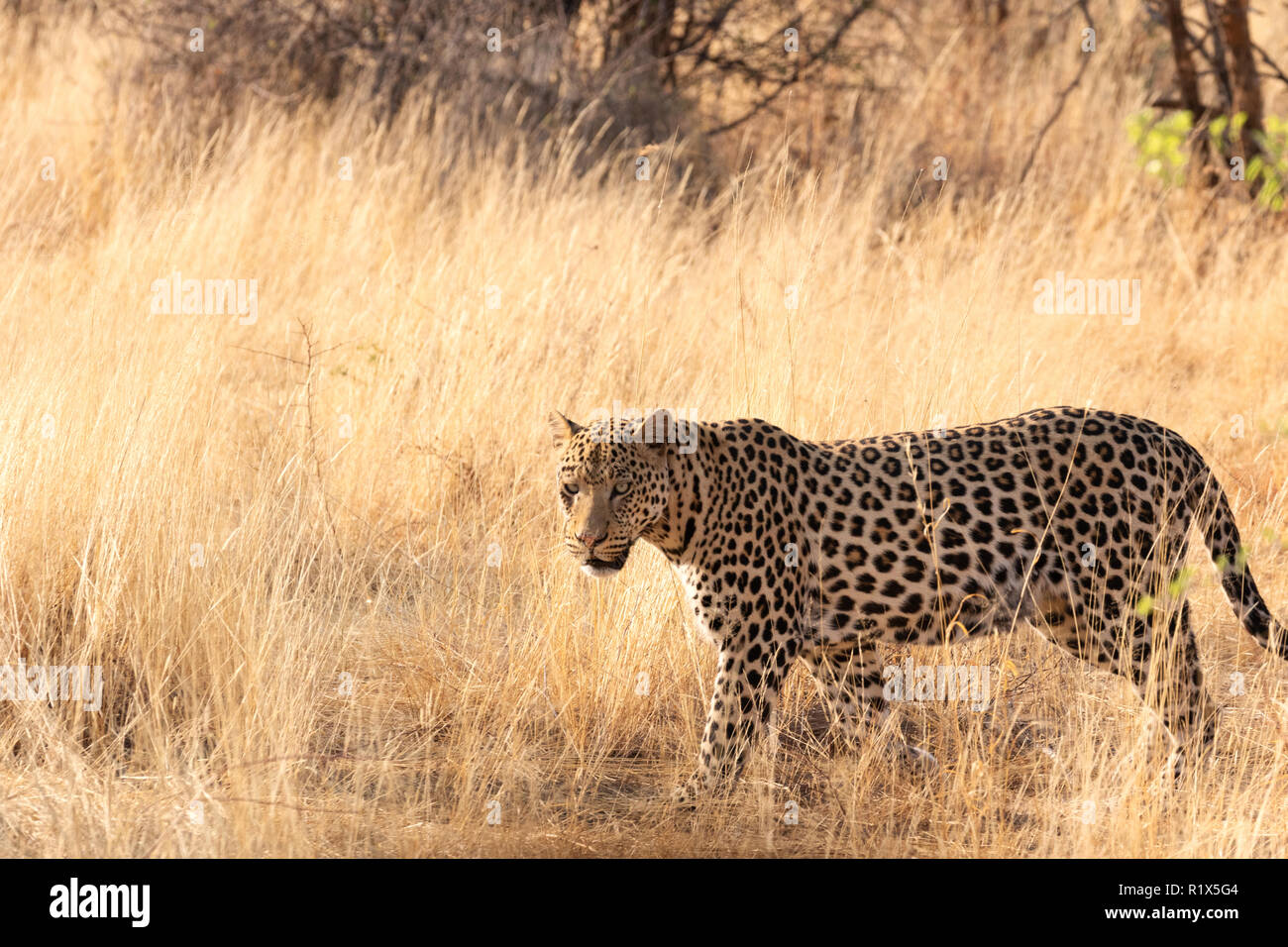 Leopard Panthera Pardus - maschio adulto leopard camminando in erba lunga, l'Okonjima riserva naturale, Namibia Africa Foto Stock