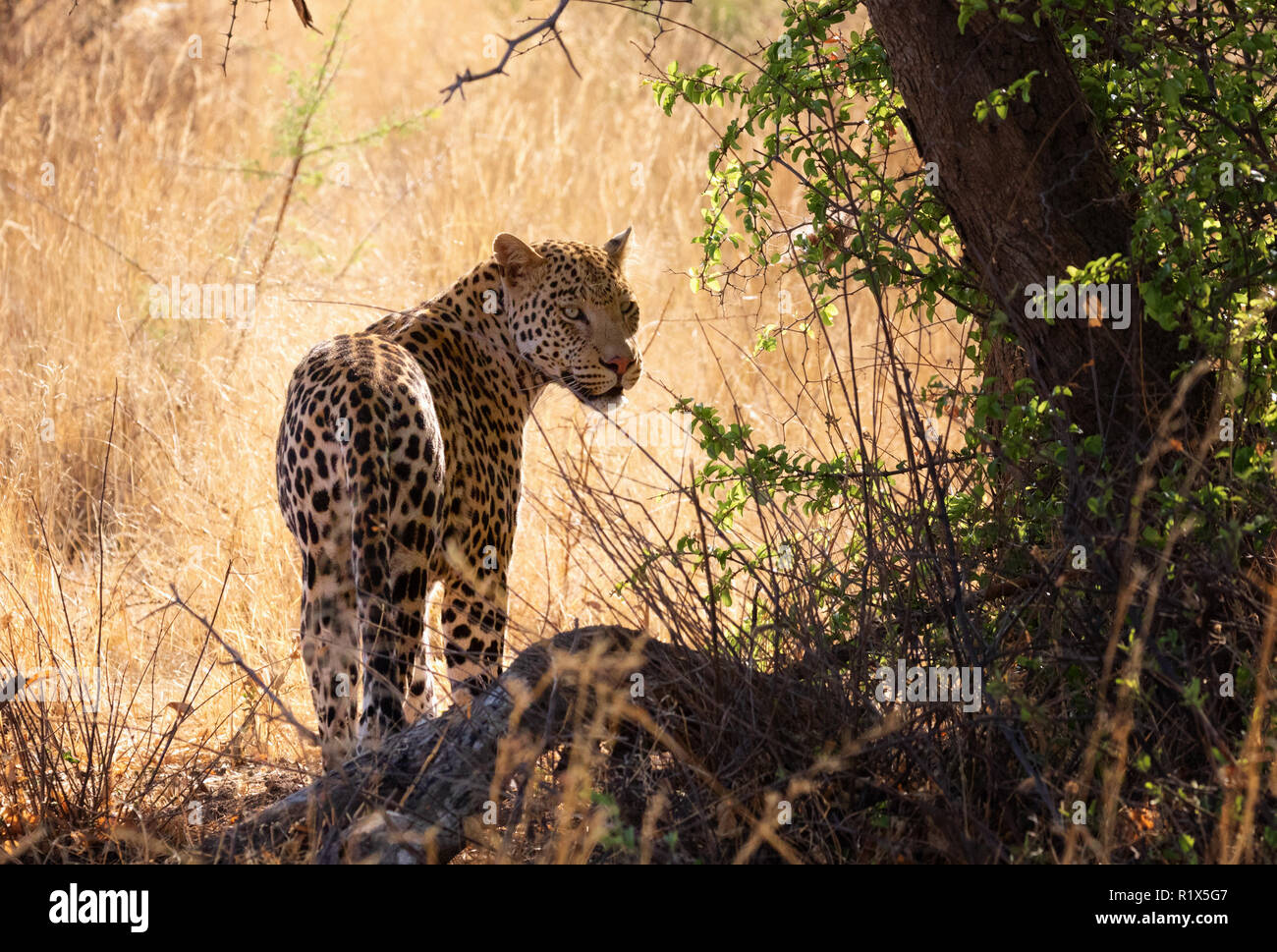 Leopard Panthera Pardus - maschio adulto leopard camminando in erba lunga, l'Okonjima riserva naturale, Namibia Africa Foto Stock