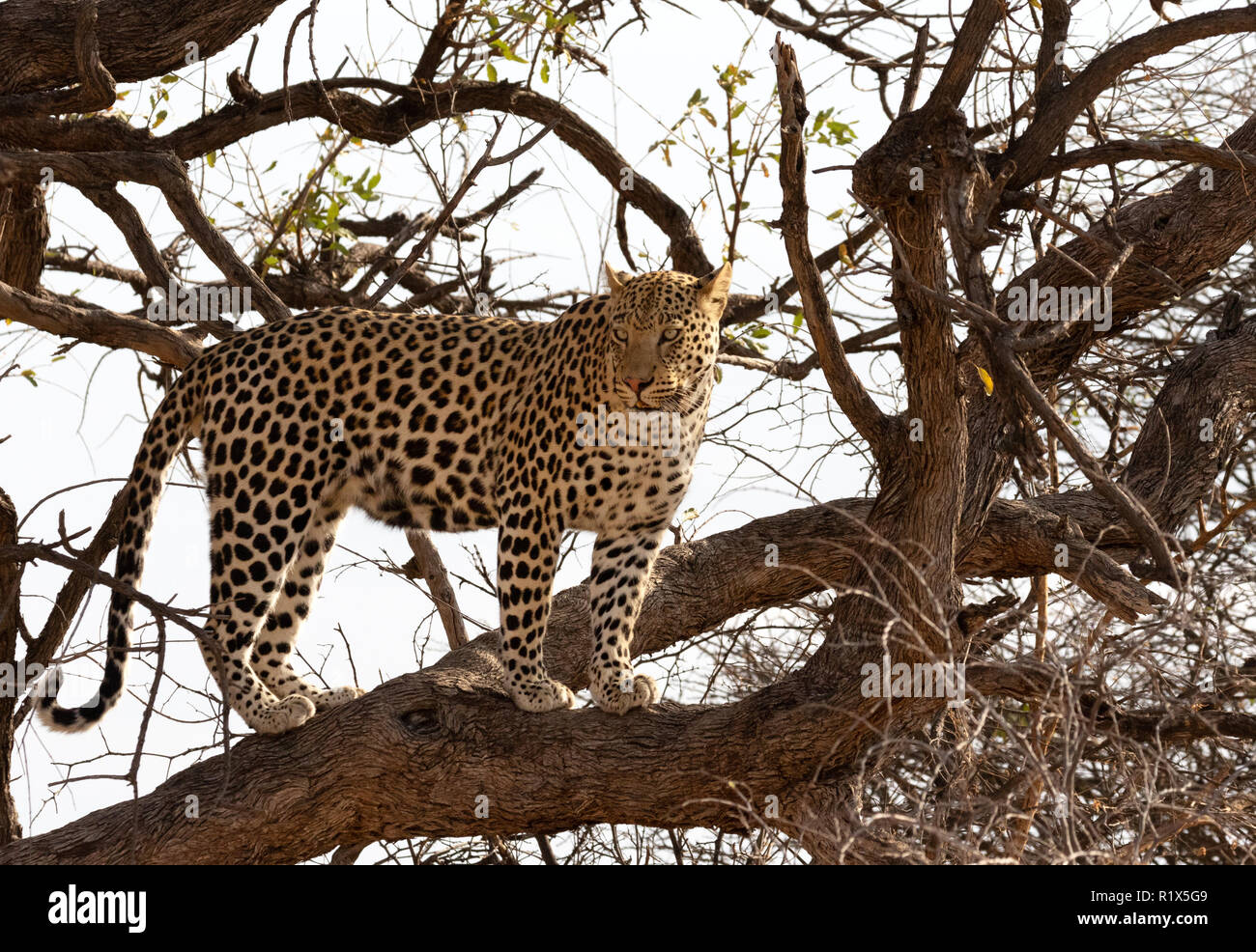 Leopard - Panthera Pardus - maschio adulto leopard scalata di un albero, l'Okonjima, Namibia Africa Foto Stock