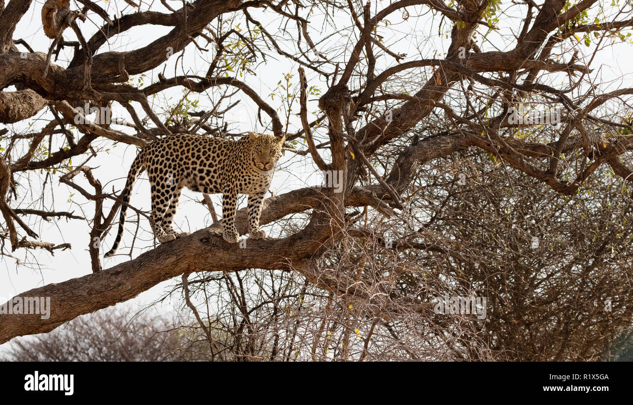 Leopard Africa - Panthera Pardus - un maschio adulto leopard scalata di un albero, l'Okonjima riserva naturale, Namibia Africa Foto Stock