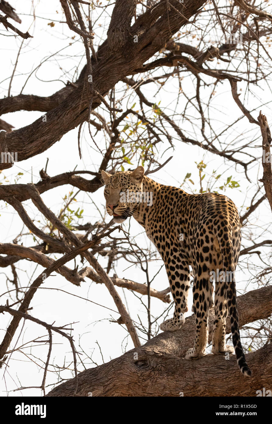 Leopard - Panthera Pardus - un maschio adulto leopard scalata di un albero, l'Okonjima riserva naturale, Namibia Africa Foto Stock