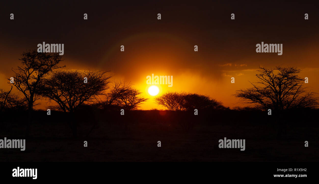 Tramonto africano - panorama al tramonto sopra gli alberi in l'Okonjima riserva naturale, Namibia Africa Foto Stock
