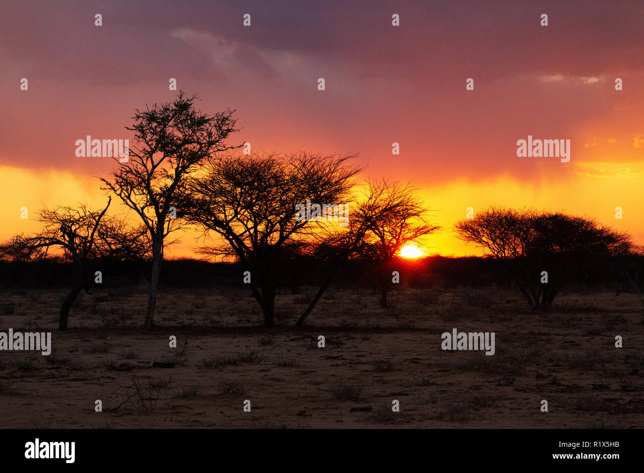 Africa - tramonto tramonto sopra gli alberi in l'Okonjima riserva naturale, Namibia Africa Foto Stock