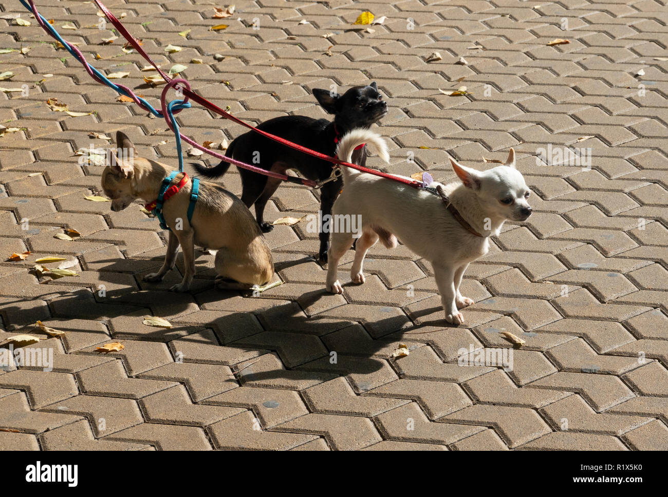 Tan, nero e colorato di bianco messicano cani Chihuahua Foto Stock