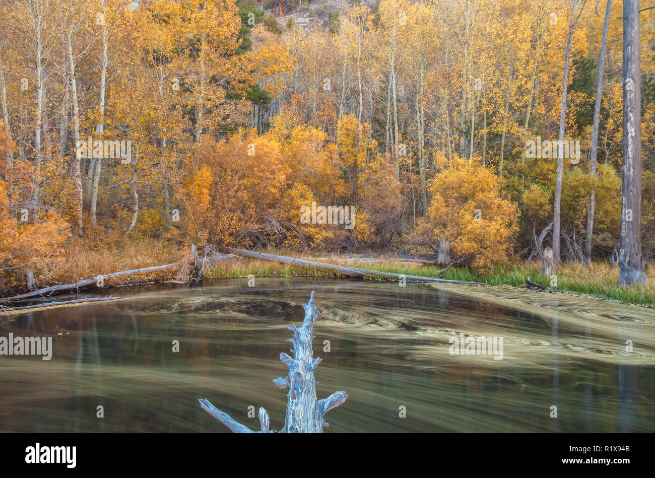 Aspens di montagna nel loro picco di caduta delle foglie, con Rush Creek in primo piano, Giugno Lago di Loop, Ca, STATI UNITI D'AMERICA Foto Stock