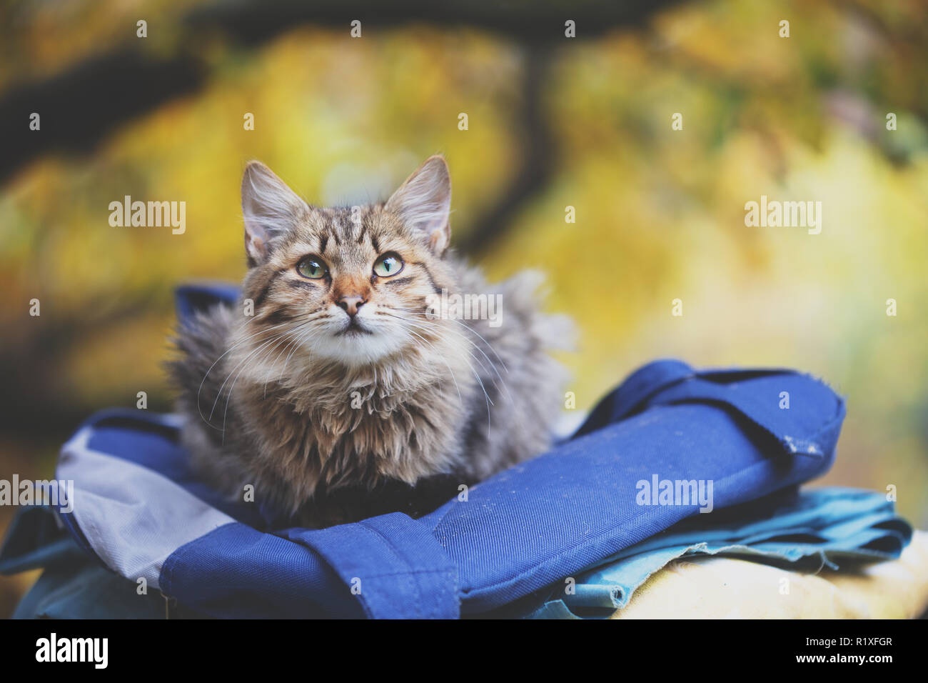 Gatto Siberiano seduto su un sacchetto in giardino Foto Stock