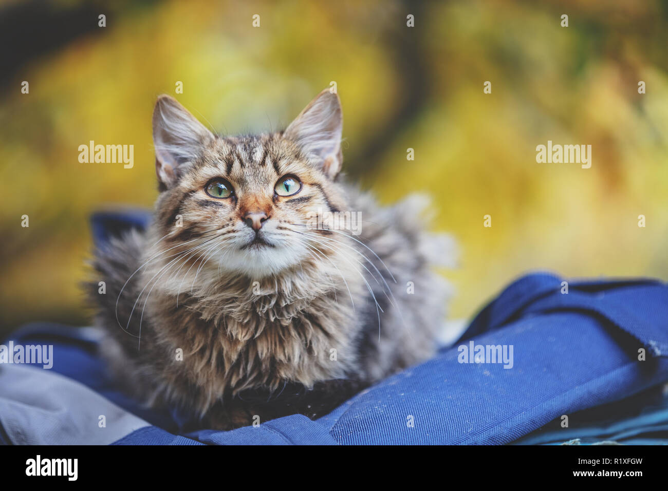 Gatto Siberiano seduto su un sacchetto in giardino Foto Stock