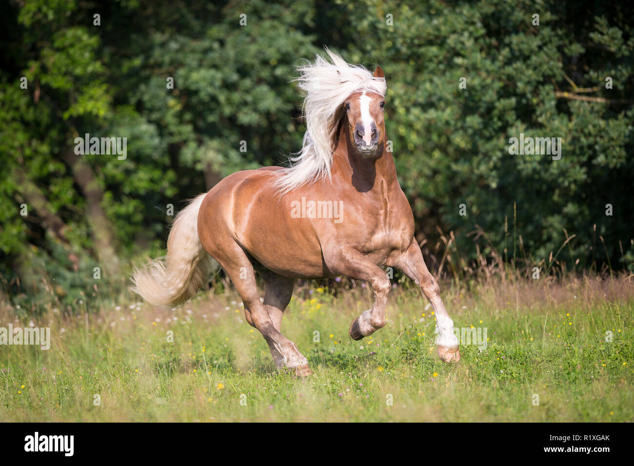 Foresta Nera a cavallo. Chestnut castrazione al galoppo su un prato. Germania Foto Stock