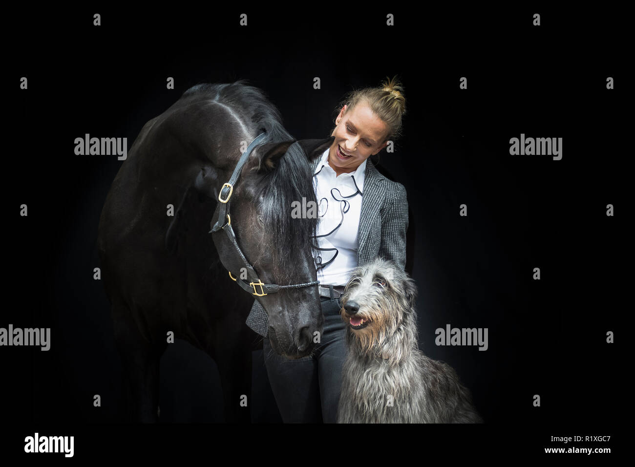 Puro Cavallo Spagnolo andaluso. Nero castrazione con il proprietario e Irish Wolfhound, visto contro uno sfondo nero. Germania Foto Stock