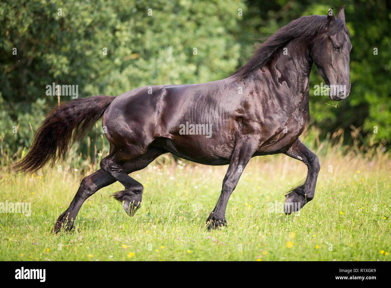 Frisone cavallo. Mare passando dal trotto al galoppo. Germania Foto Stock