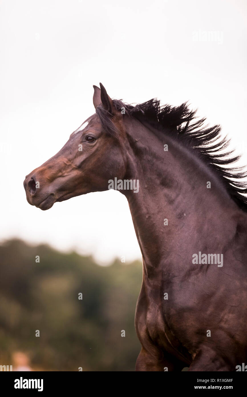 Sport tedesco Horse. Ritratto di baia mare con la criniera fluente. Germania Foto Stock