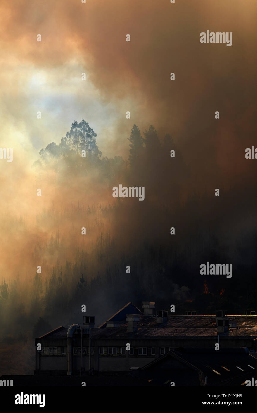 Fumo da incendio di foresta a Burnside, Dunedin, Isola del Sud, Nuova Zelanda Foto Stock