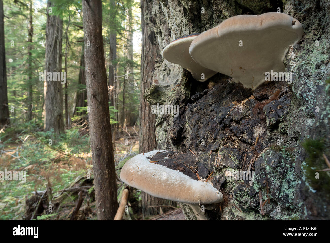 Ripiano funghi su un albero in Selkirk Mountains, Idaho. Foto Stock