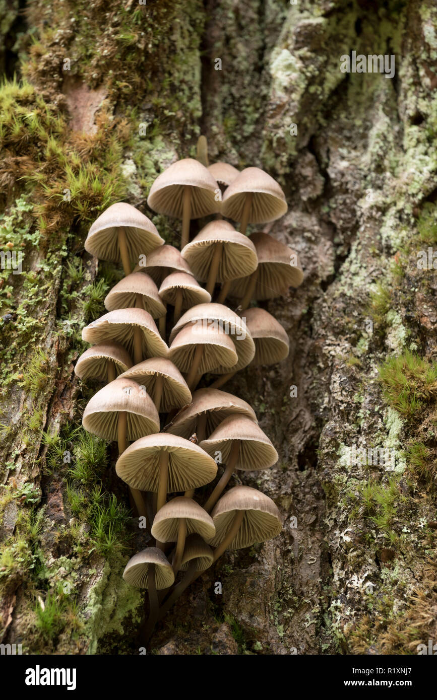 I funghi che crescono su un tronco di albero in Idaho Selkirk Mountains. Foto Stock