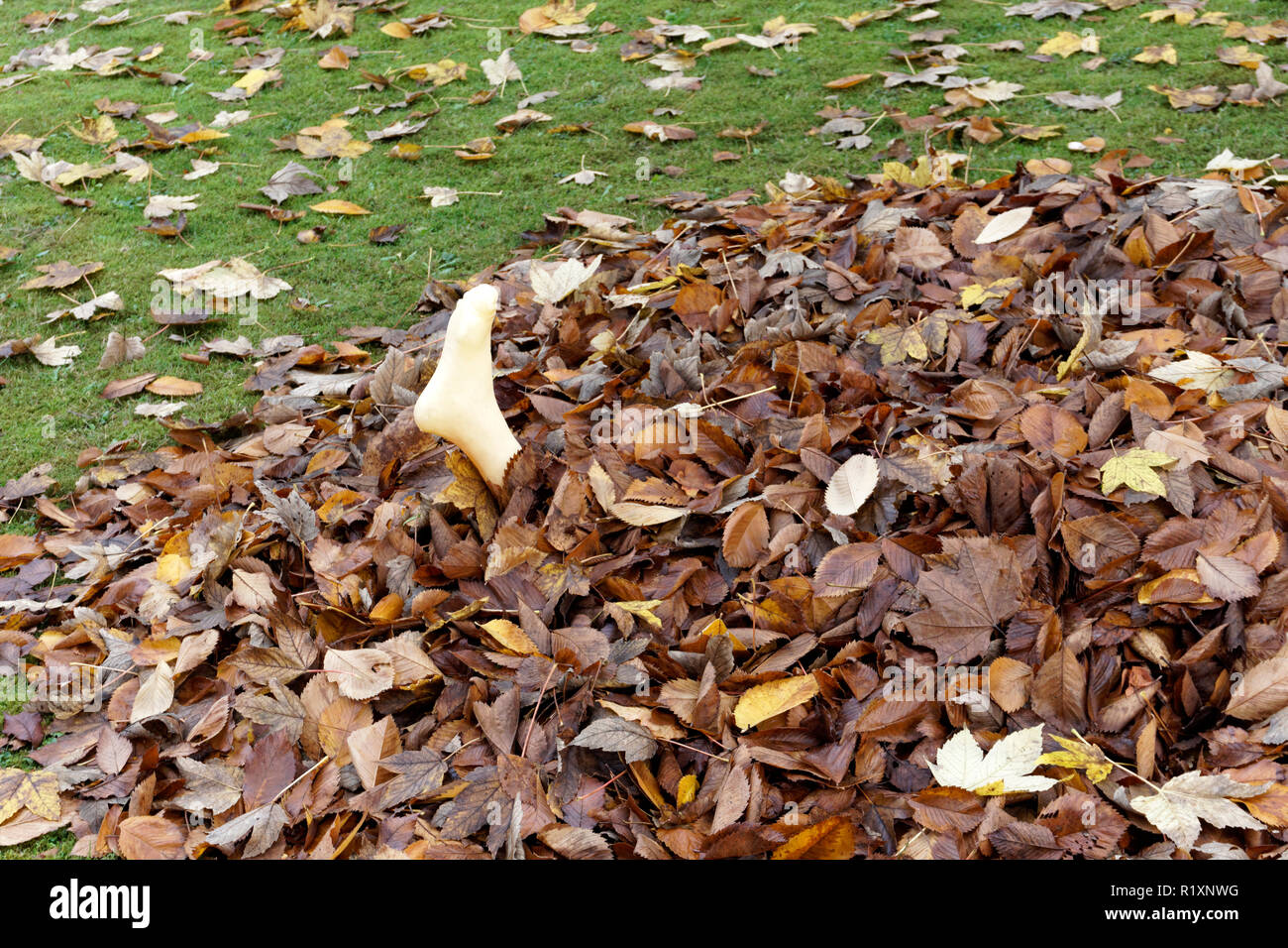 Macabra Decorazione Halloween di plastica di un piede umano sporgente da un mucchio di foglie di autunno Foto Stock