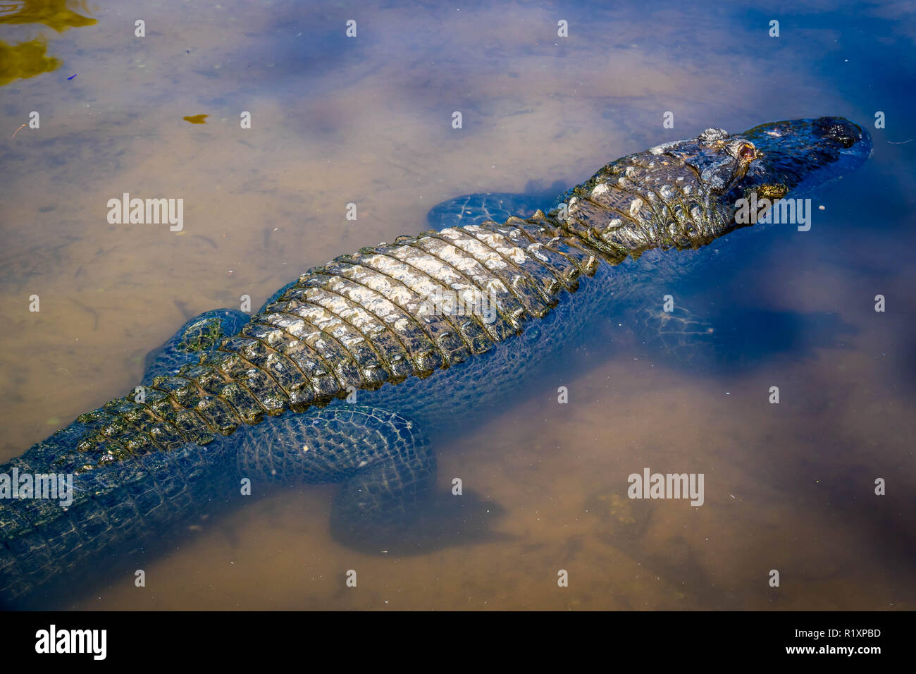 Un grande coccodrillo americano in Orlando Florida Foto Stock