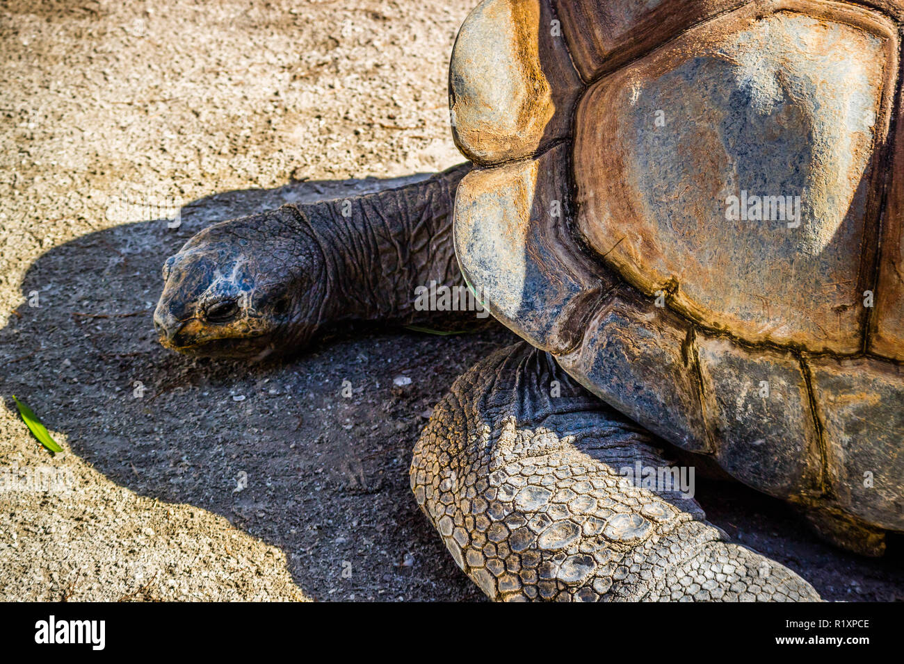 Un enorme Tartaruga Galapagos in Orlando Florida Foto Stock