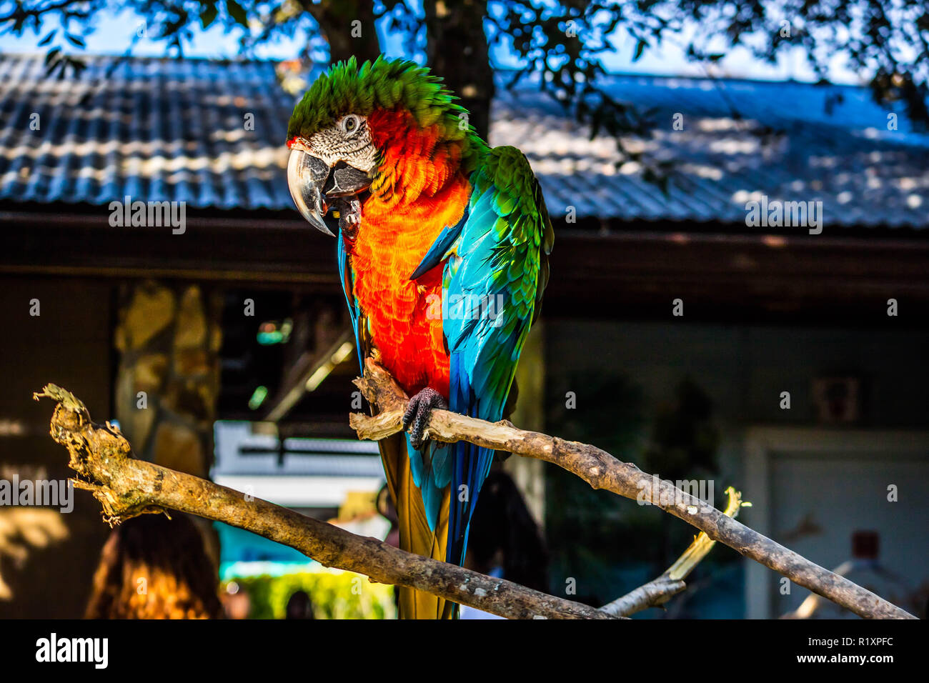Un verde e arancione Macaw in Orlando Florida Foto Stock