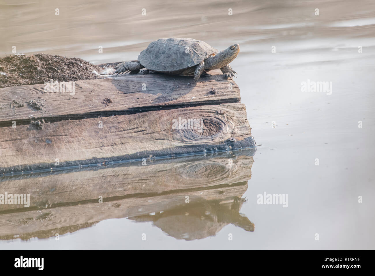 Un wild western pond turtle (Emys marmorata) crogiolarsi su un galleggiante artificiale in uno della California i parchi regionali. Foto Stock