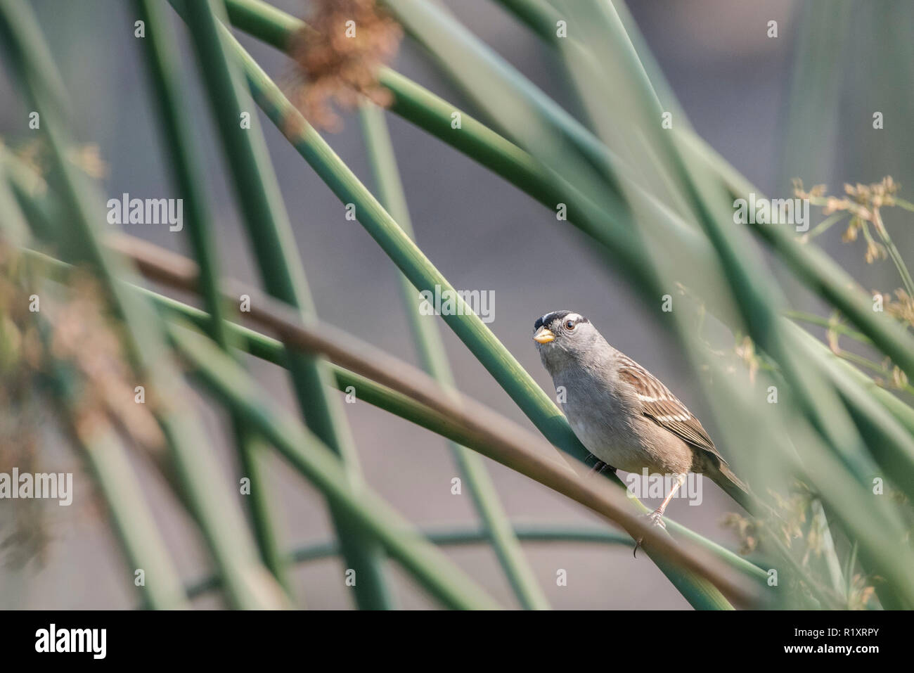 Un white crowned sparrow (Zonotrichia leucophrys) appollaiate su California giunco (Schoeneoplectus californicus) la California in un parco regionale. Foto Stock