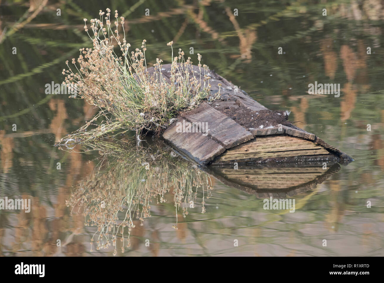 Un galleggiante artificiale in un stagno di bestiame la California in un parco regionale, presumibilmente per creare un basking spot per le tartarughe. Foto Stock