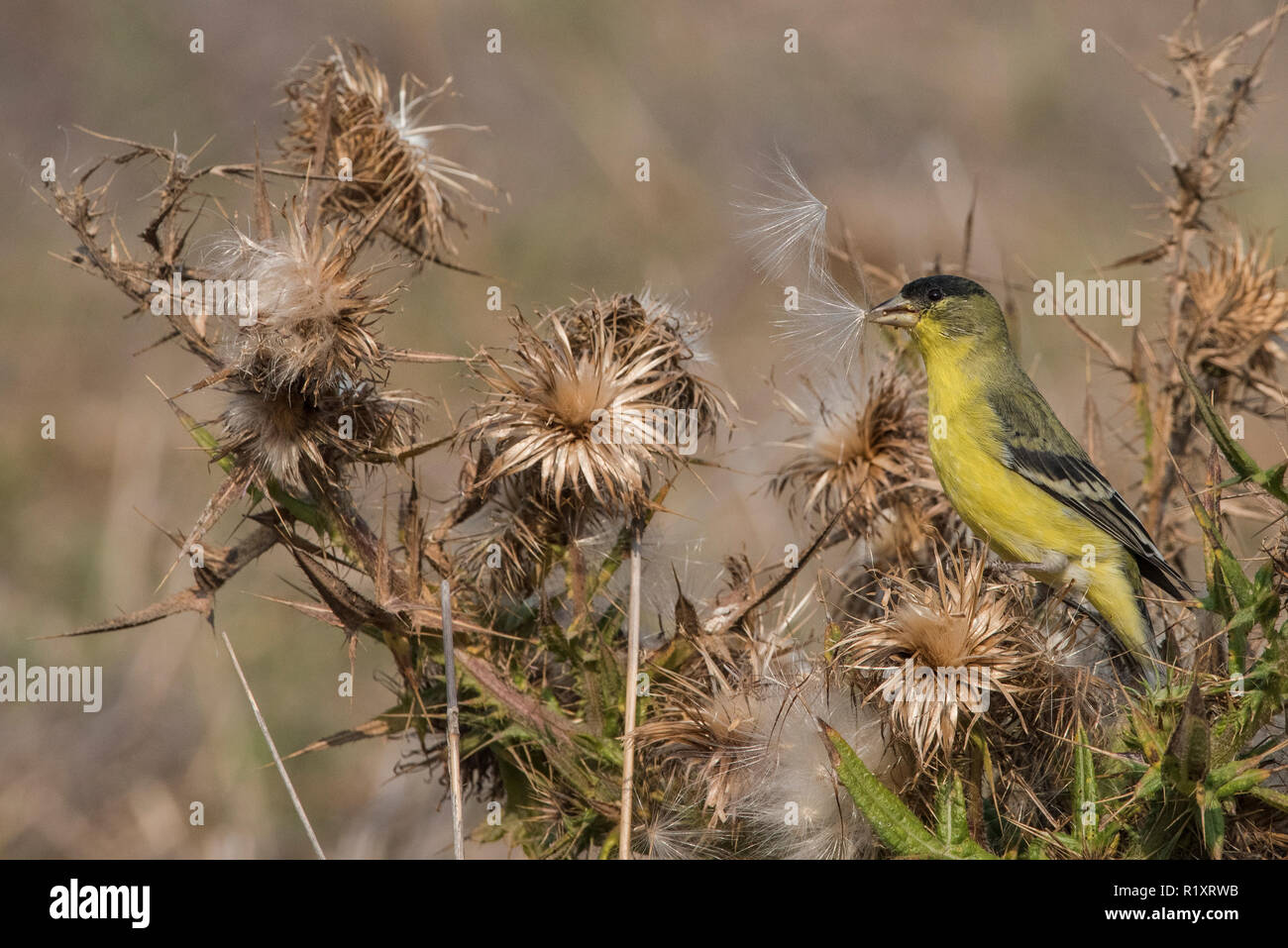 Una minore cardellino (Spinus psaltria) alimenta sui semi di un asciutto thistle impianto in California. Foto Stock