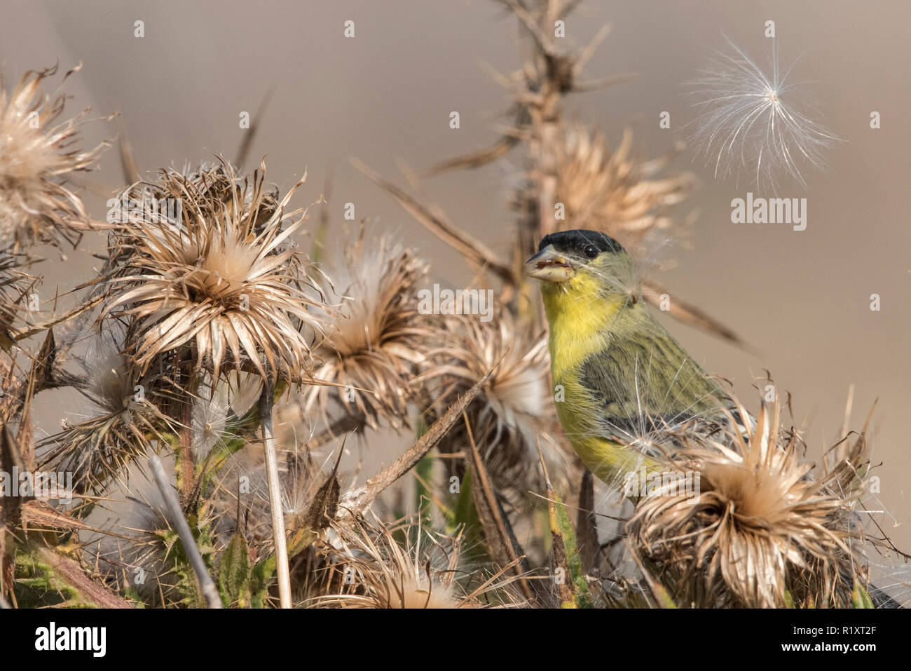 Una minore cardellino (Spinus psaltria) alimenta sui semi di un asciutto thistle impianto in California. Foto Stock