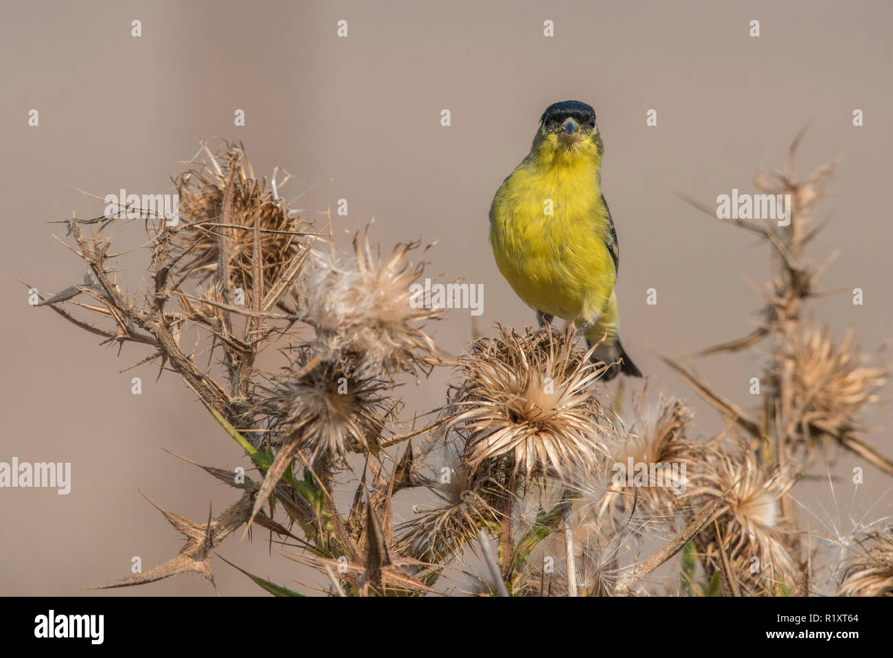 Una minore cardellino (Spinus psaltria) alimenta sui semi di un asciutto thistle impianto in California. Foto Stock