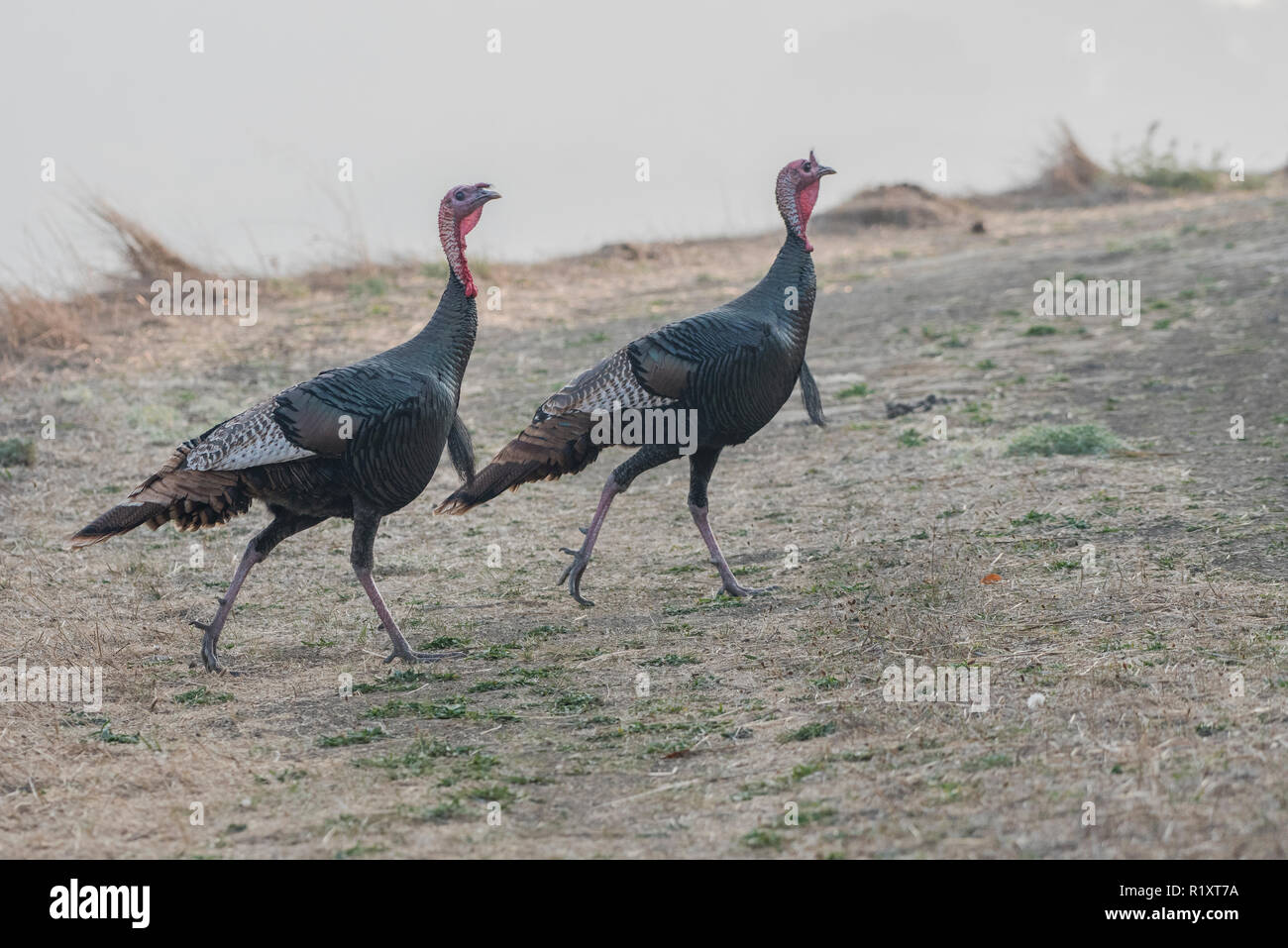 Una coppia di tacchini selvatici (Meleagris gallopavo) passeggiare attraverso wildcat canyon parco regionale nella regione della Baia della California. Foto Stock