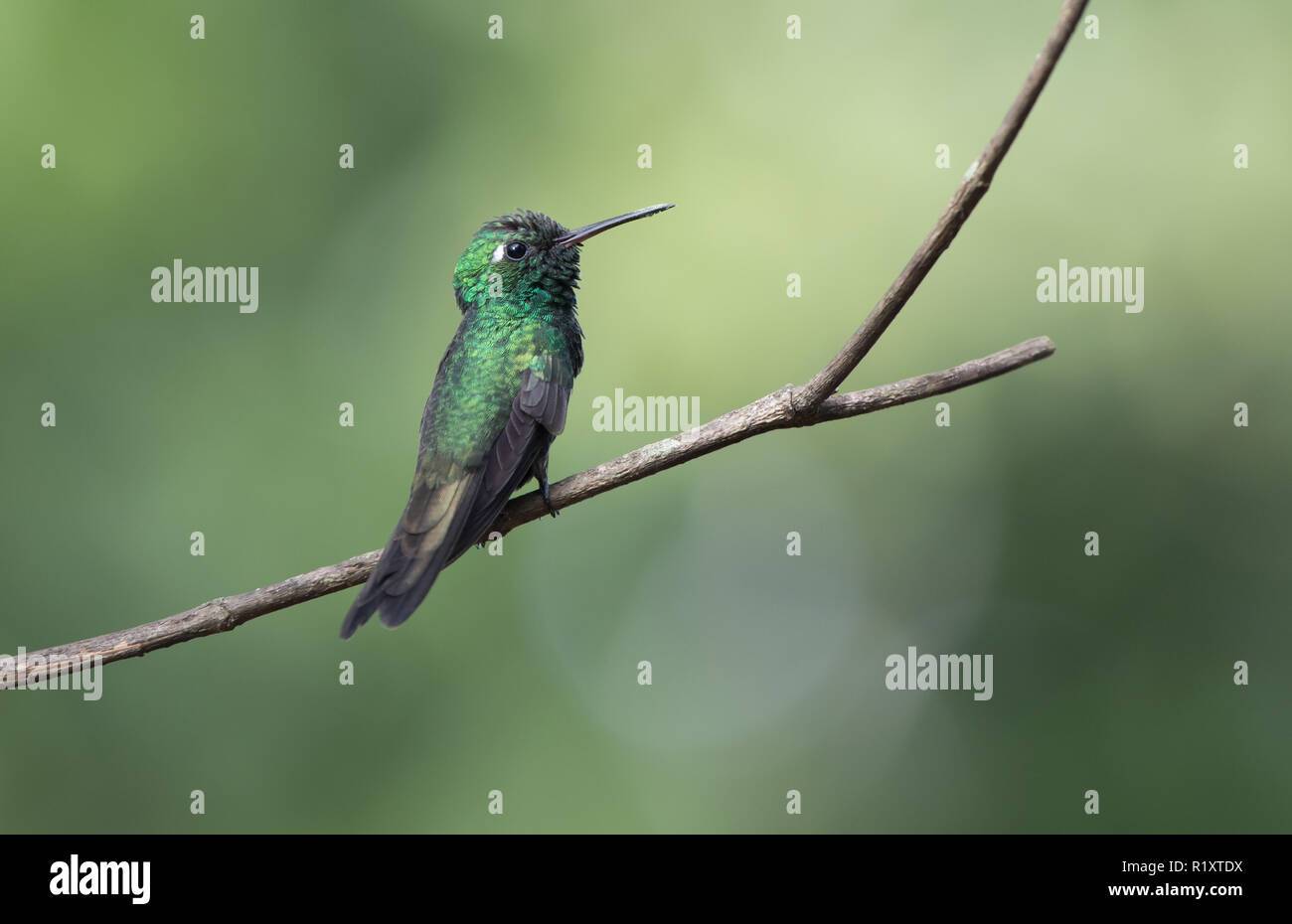 Smeraldo cubano maschio che si siede su un ramo in ombra di boccole in una giornata di sole Foto Stock