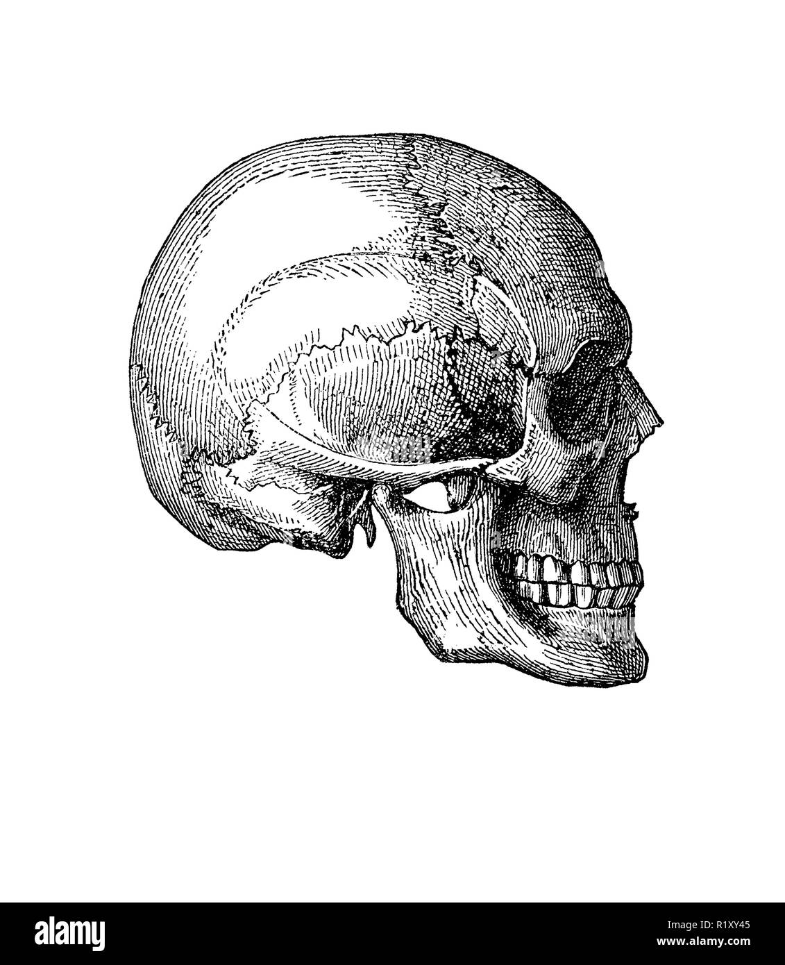 Vintage illustrazione di anatomia, teschio umano vista laterale Foto Stock