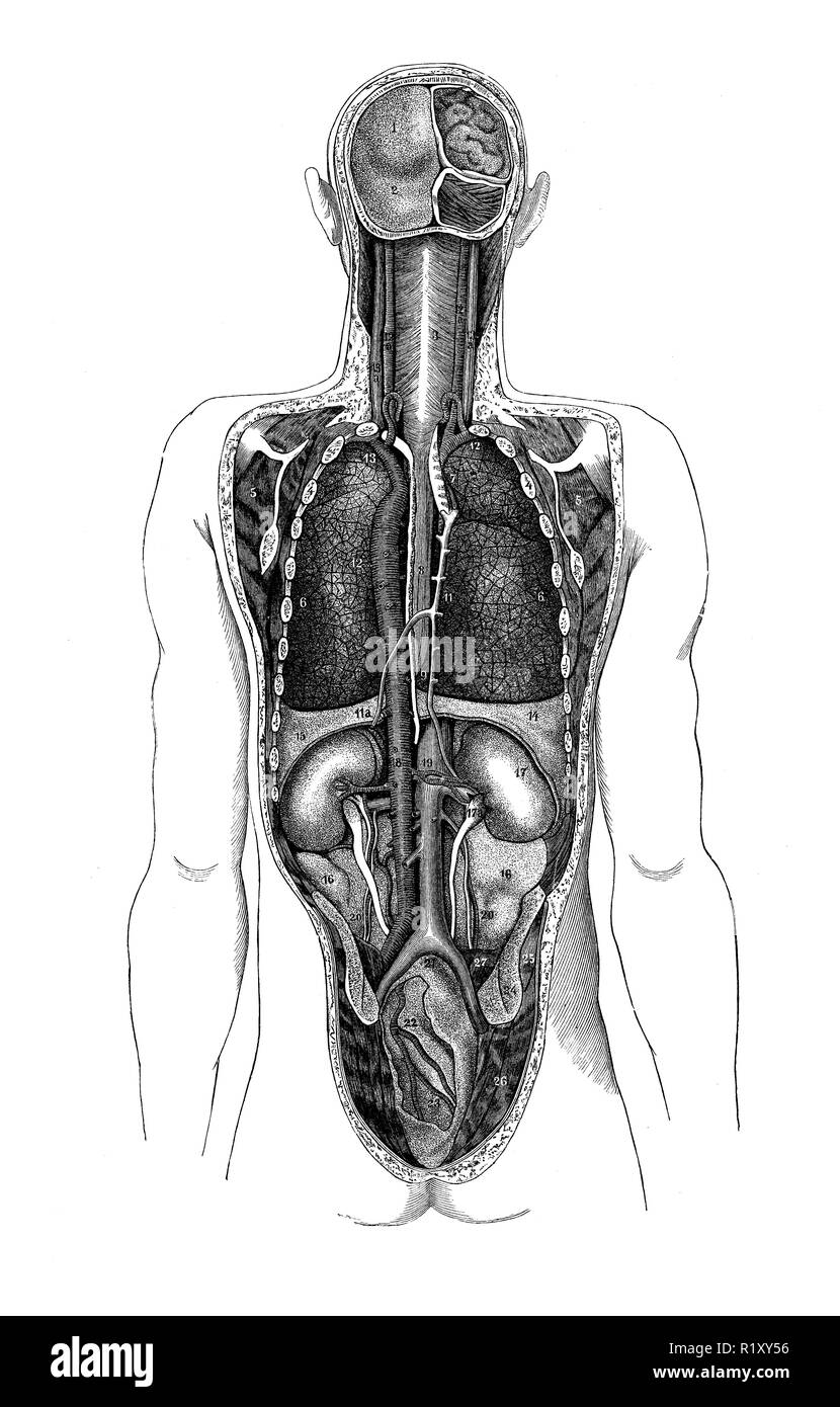 Vintage illustrazione di anatomia, organi umani da dietro Foto stock - Alamy