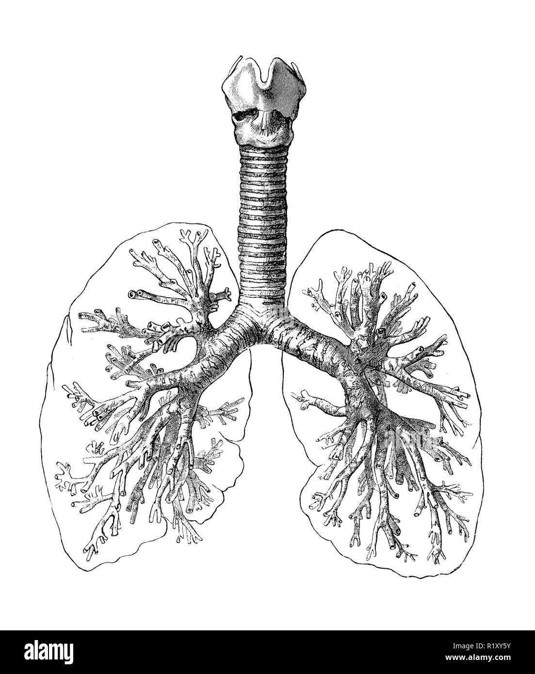 Illustrazione vintage di anatomia umana Sistema respiratorio: bronchi, della trachea e dei polmoni Foto Stock