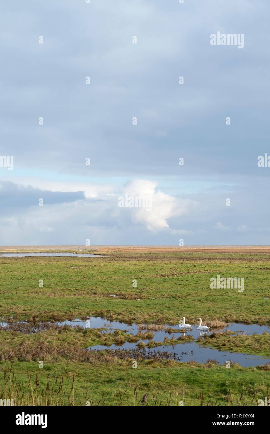 Coppia di cigni a Cley accanto il mare paludi, Norfolk, Regno Unito Foto Stock