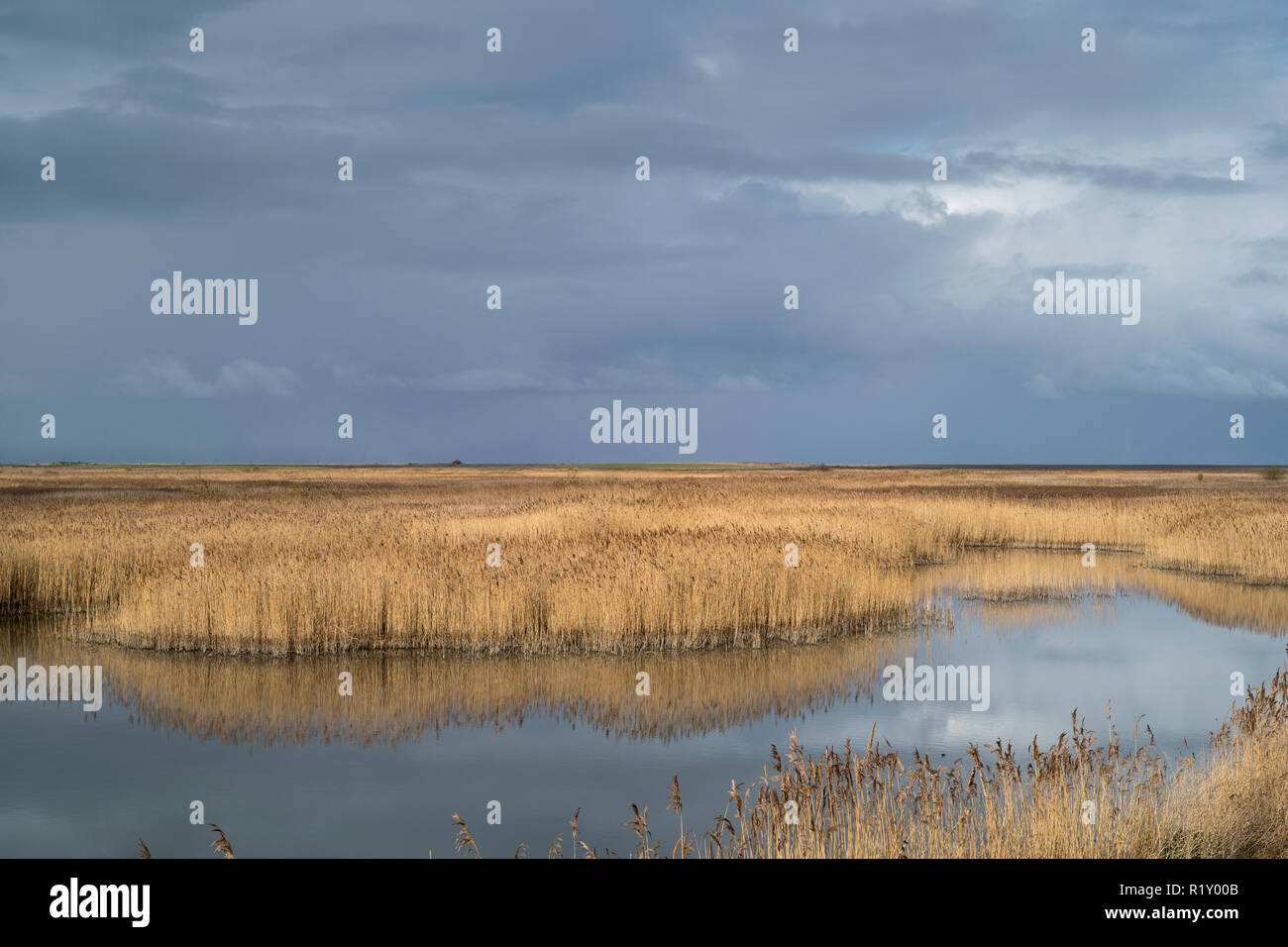 Canneti a Cley accanto il mare paludi, Norfolk, Regno Unito Foto Stock