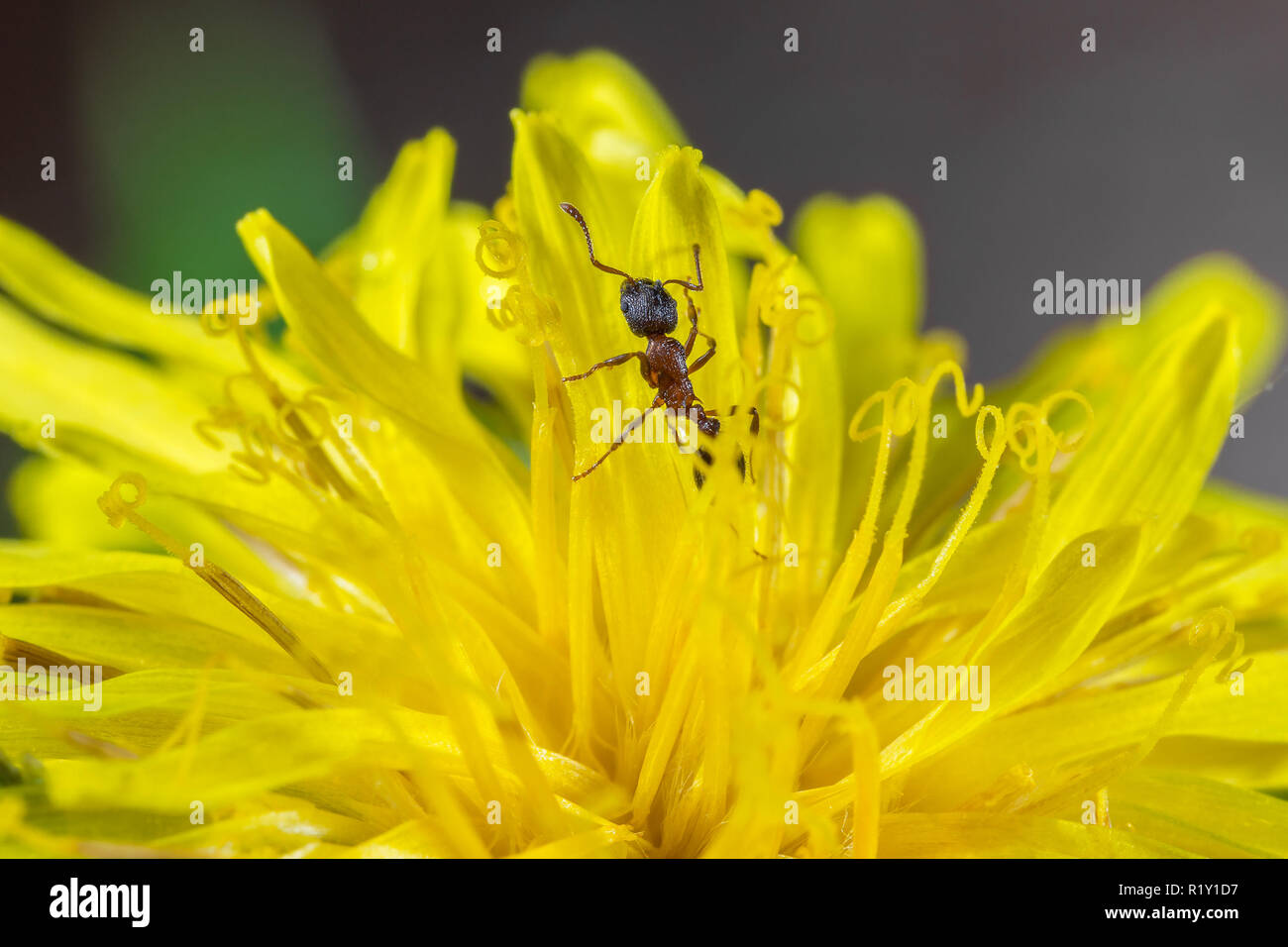 Piccolo rosso ant nel fiore di una macro di dente di leone Foto Stock