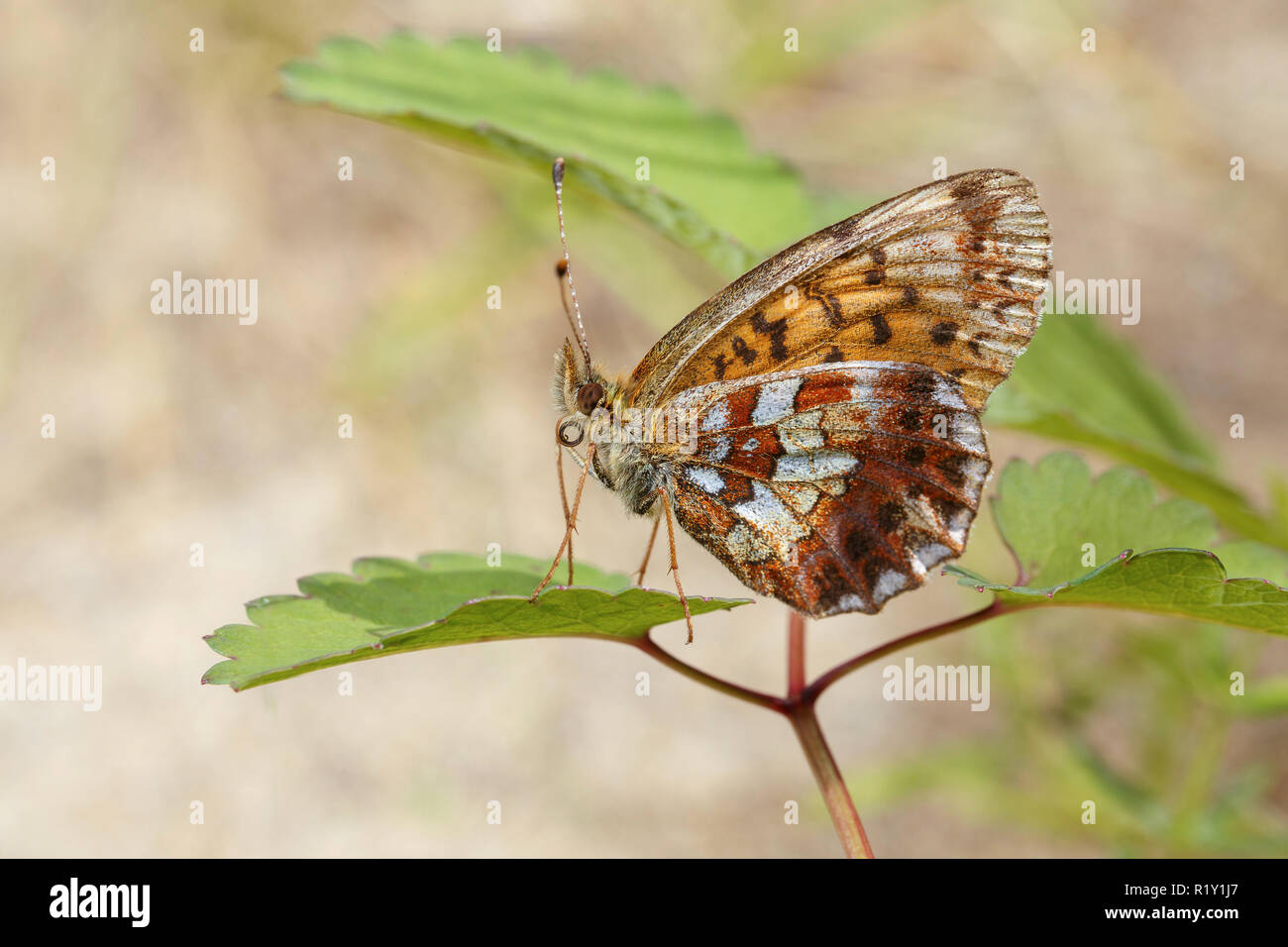 Farfalla marrone con ali maculato seduta su foglie di close-up Foto Stock