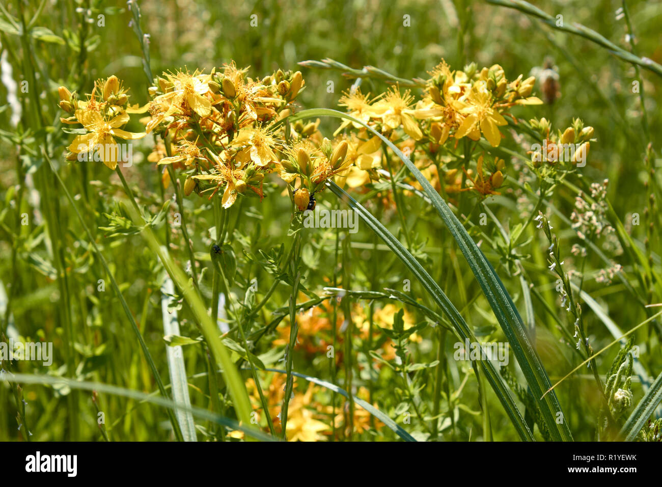 Fioritura delle piante di Hypericum perforatum o erba di San Giovanni sui prati vicino alla luce del sole Foto Stock