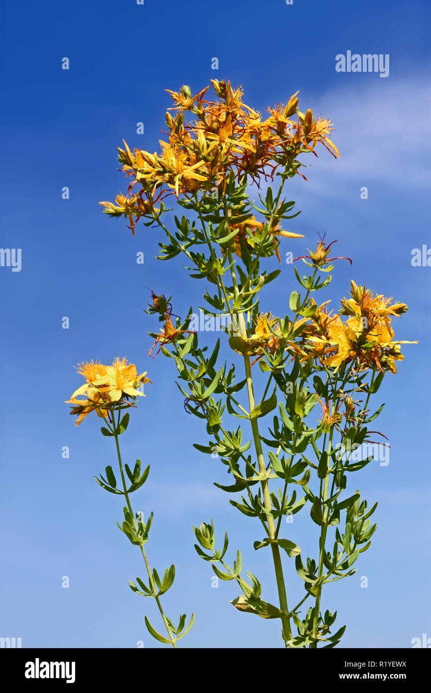 Fioritura delle piante di Hypericum perforatum o erba di San Giovanni contro il cielo blu sotto la luce diretta del sole Foto Stock