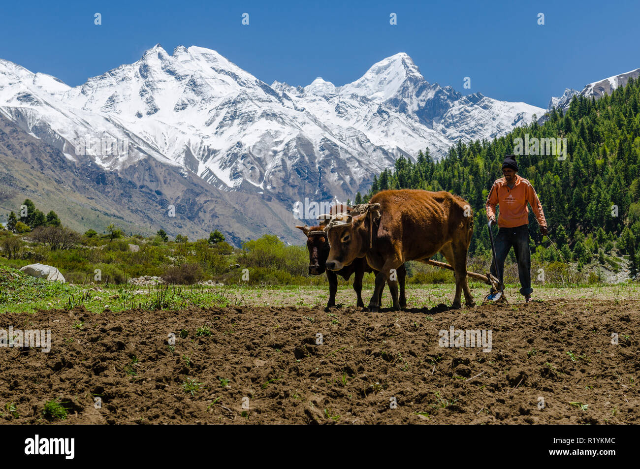 Un contadino locale arando un campo utilizzando buoi, in Chitkul, l'ultimo villaggio della valle di Sangla Hill Foto Stock