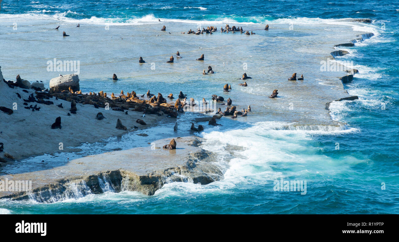 Argentina Penisola Valdes con rookeries di leoni di mare a Costa atlantica Foto Stock