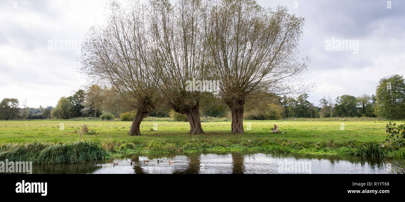 Fiume Stour. gruppo di tre inglese gli alberi di salice e le anatre bastarde in Suffolk coste e brughiere Area di straordinaria bellezza naturale, East Bergholt, REGNO UNITO Foto Stock