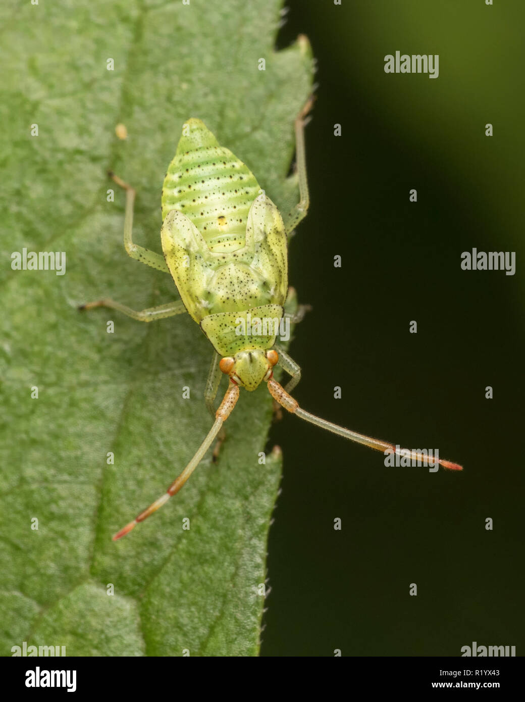 Pantilius tunicatus mirid bug nymph strisciando sulla foglia. Tipperary, Irlanda Foto Stock
