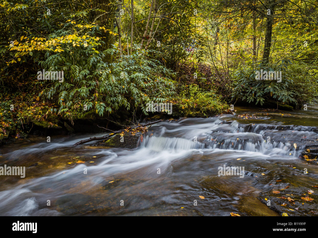 Davidson fiume scorre attraverso la foresta di Pisgah in North Carolina.jpg Foto Stock