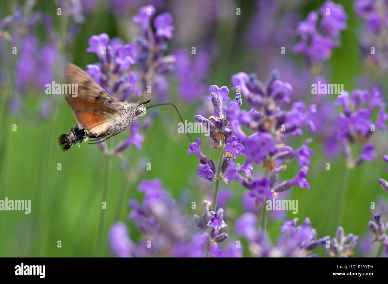 Hummingbird Hawkmoth (Macroglossum stellatarum) alimentazione sulla Lavanda fiori (Lavendula angustifolia). Germania Foto Stock